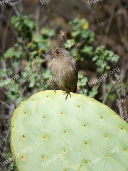 Black Redstart Bird Smoked Cotxa Smoked Cactus