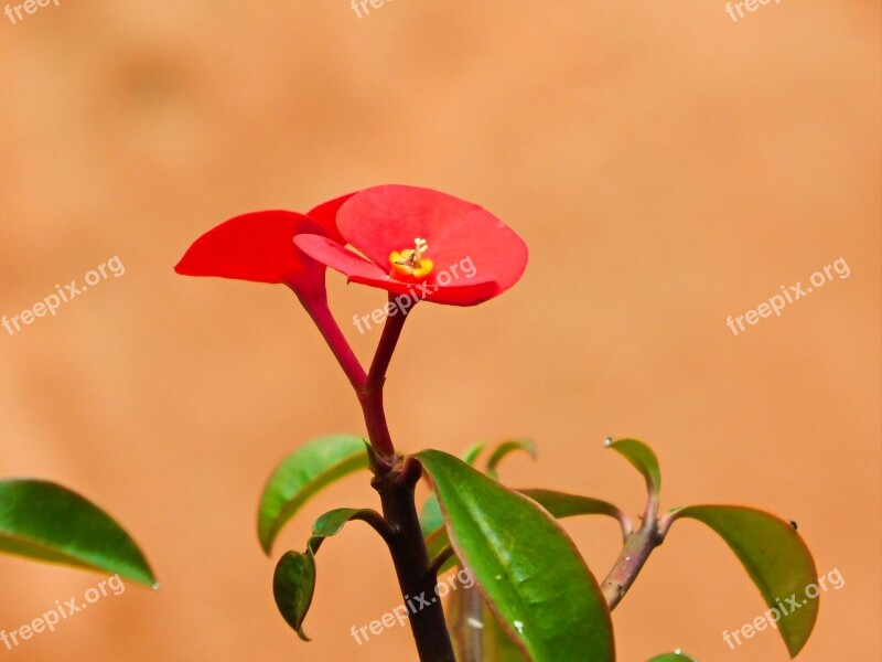 Red Flowers Nature Garden Free Photos