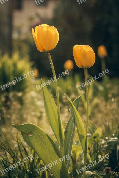 Tulip Flower Blooming Plant Cup