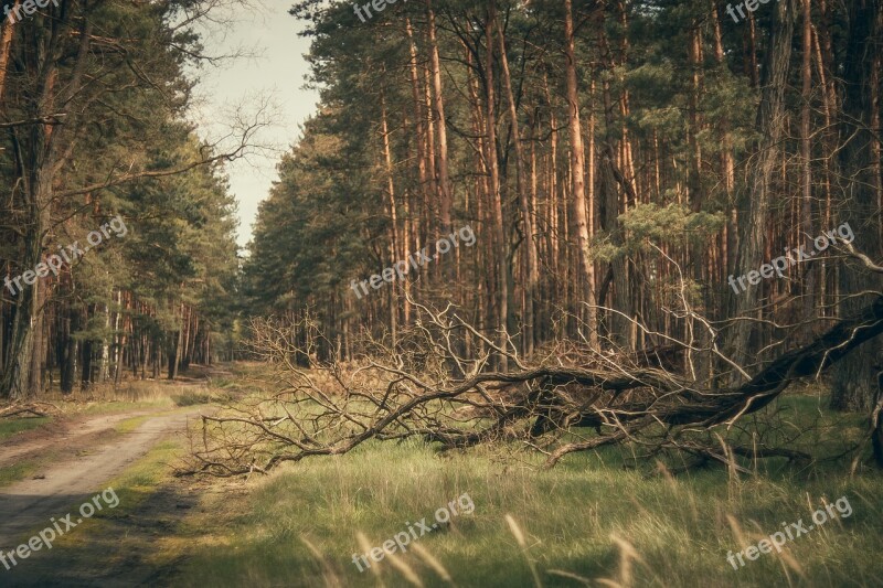 Way Forest Gravel Tree The Path