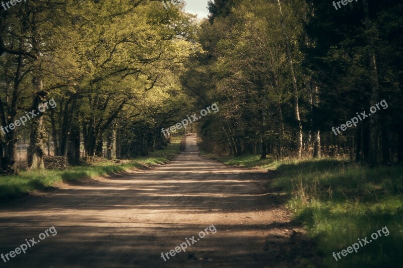 Way Forest Gravel Tree The Path