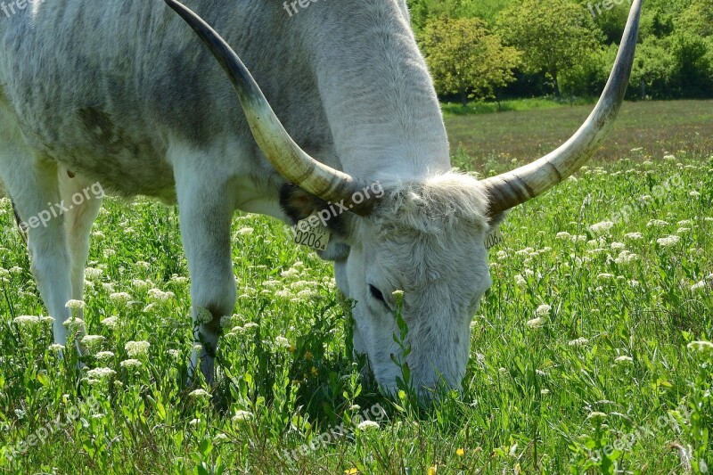 Scot Corners Long Cow Hungary