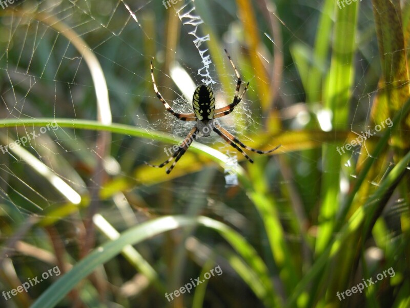 Garden Spider Web Arachnid Spiderweb Nature