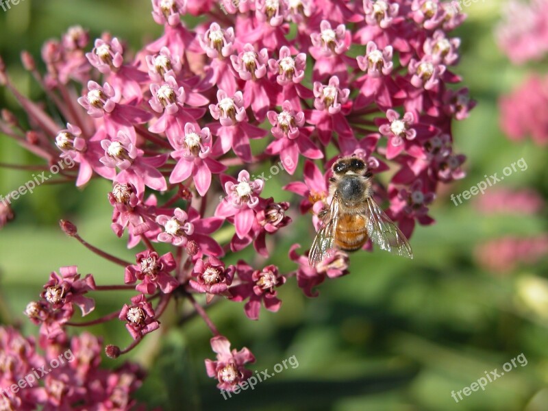 Swamp Milkweed Red Milkweed Bee Flower Milkweed