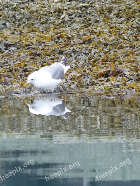 Seagull Bathing Water Animal Water Bird