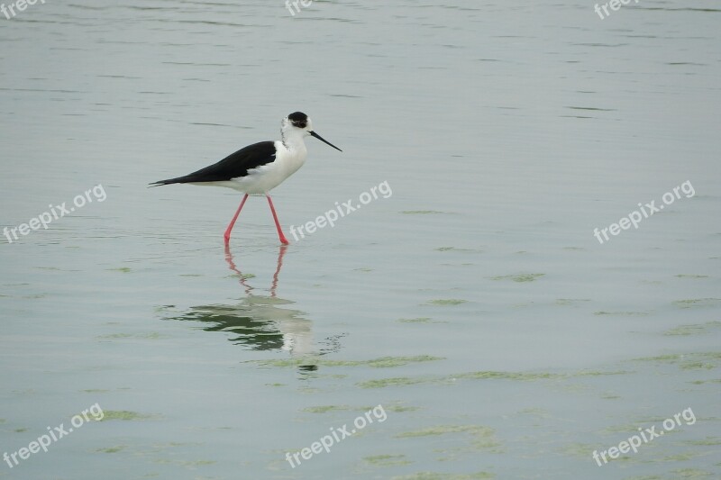 Pisila Stilt Himantopus Himantopus Wader Water Bird Recurvirostridae