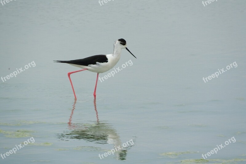 Pisila Stilt Himantopus Himantopus Wader Water Bird Recurvirostridae