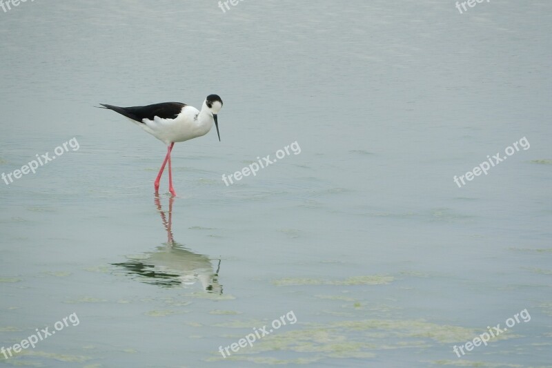 Pisila Stilt Himantopus Himantopus Wader Water Bird Recurvirostridae