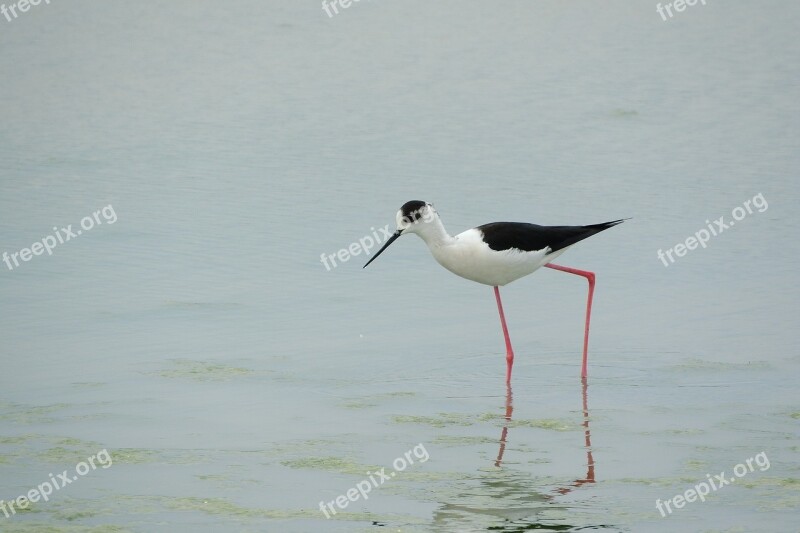 Pisila Stilt Himantopus Himantopus Wader Water Bird Recurvirostridae