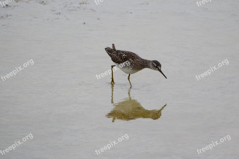 Wood Sandpiper Tringa A Wader Sandpiper Water Bird