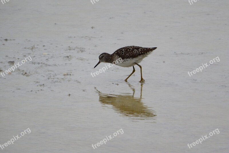 Wood Sandpiper Tringa A Wader Sandpiper Water Bird