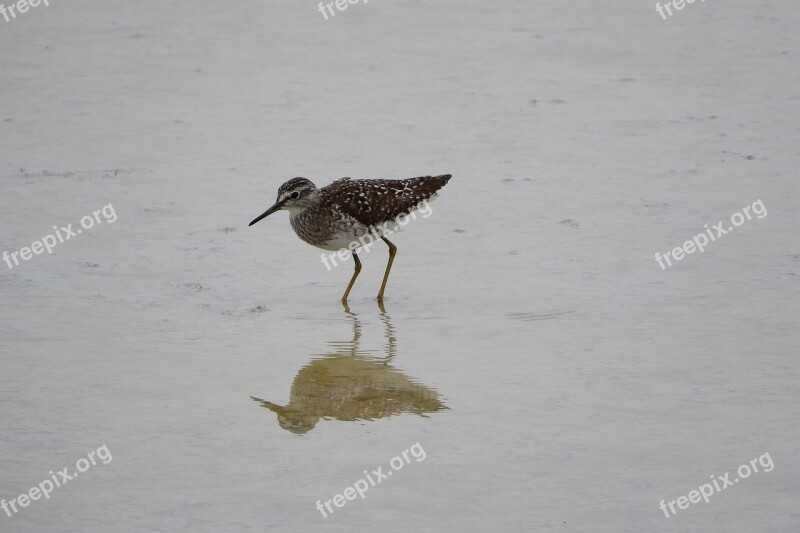 Wood Sandpiper Tringa A Wader Sandpiper Water Bird