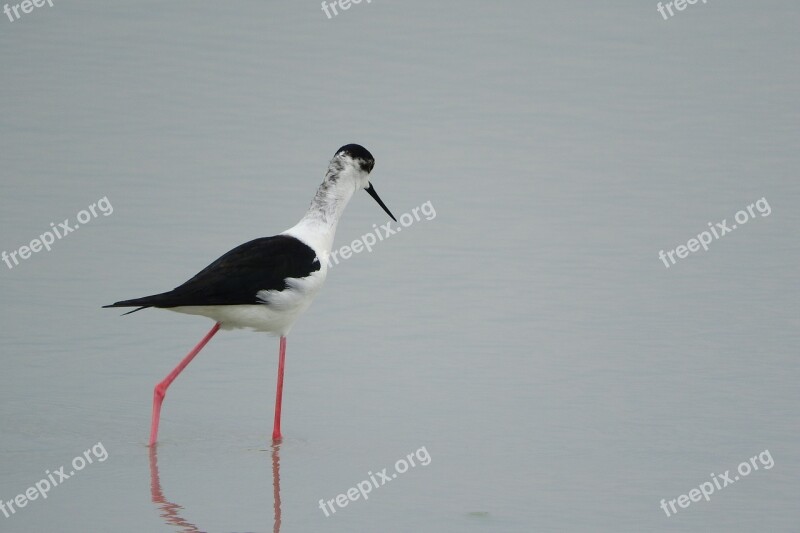 Pisila Stilt Himantopus Himantopus Wader Water Bird Recurvirostridae