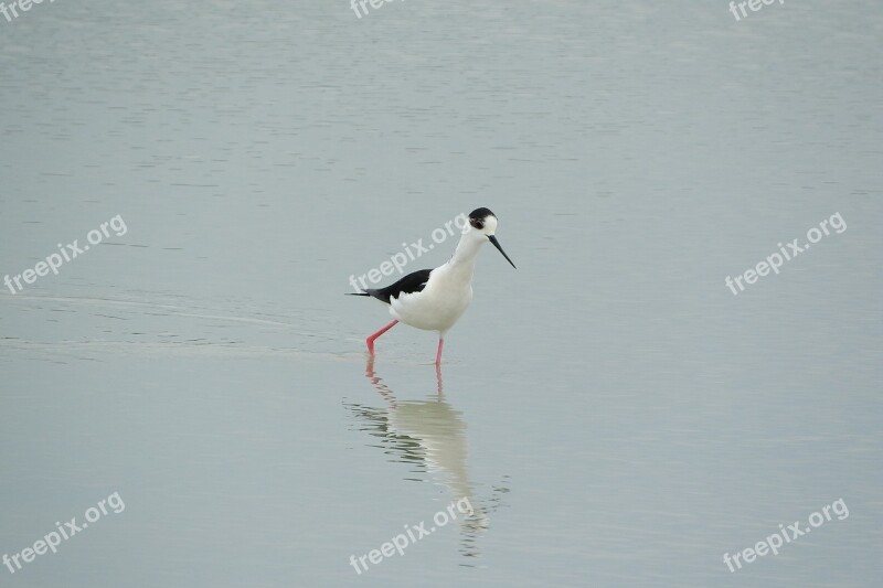 Pisila Stilt Himantopus Himantopus Wader Water Bird Recurvirostridae