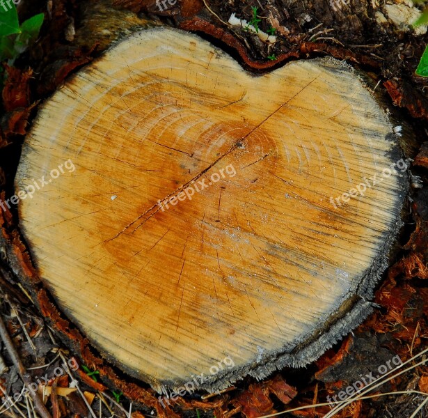 Heart Wood Love Shape Decoration