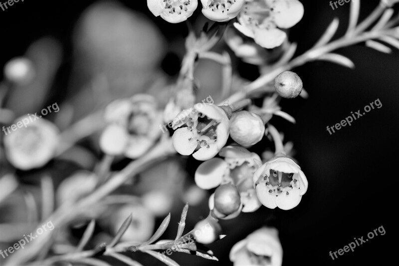 Flowers White Nature Plant Strauss