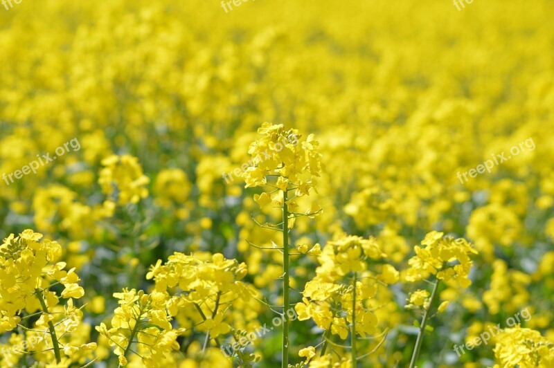 Oilseed Rape England Agriculture Oilseed Flowers