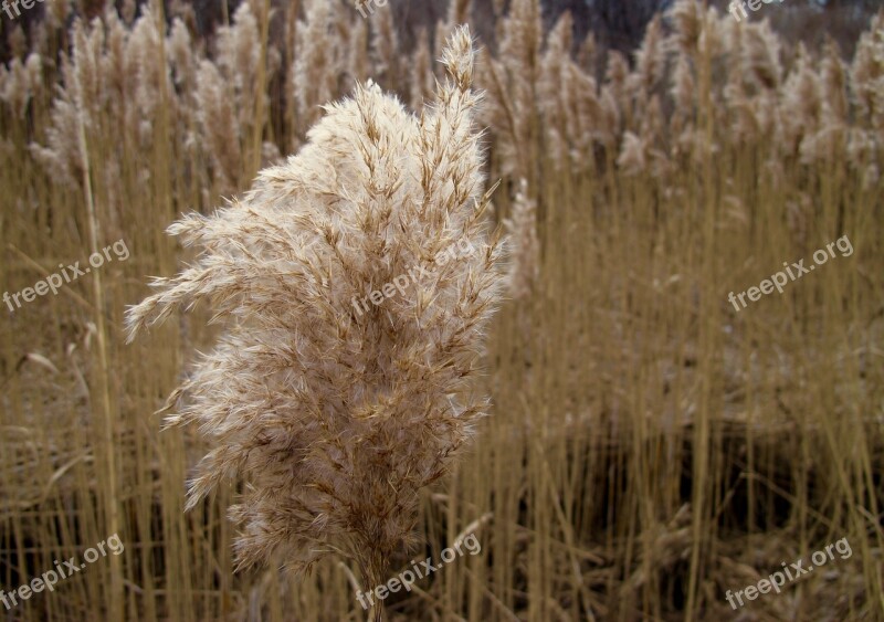 Sea-grass Salt-marsh Coast Grass Salt