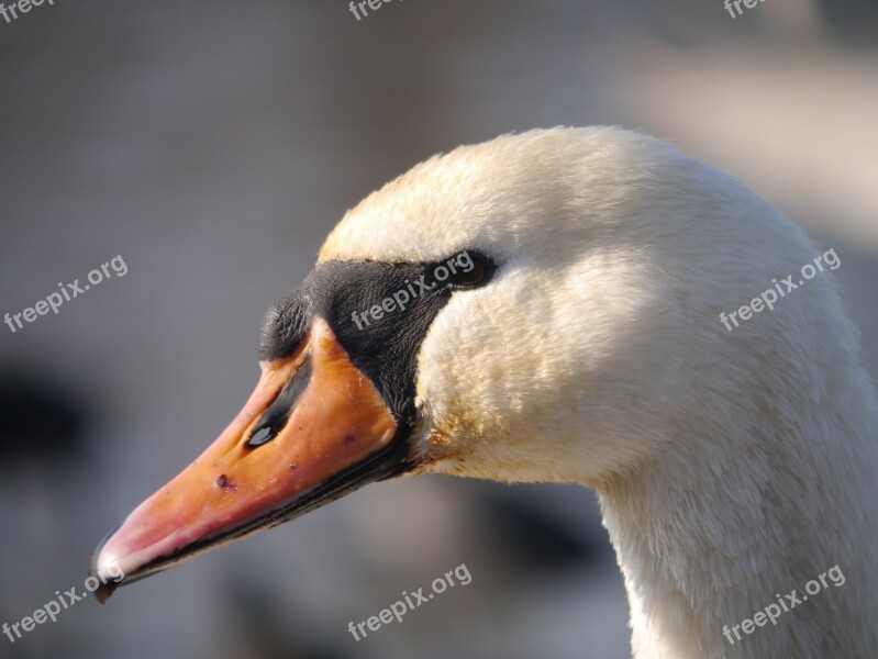 Swan Bird Nature White Swan Fauna