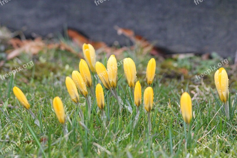 Crocus Spring Flower Flower Bud Spring Flowers