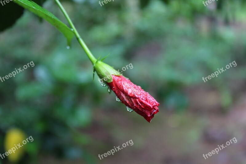 Red Flowers Nature Garden Love Free Photos