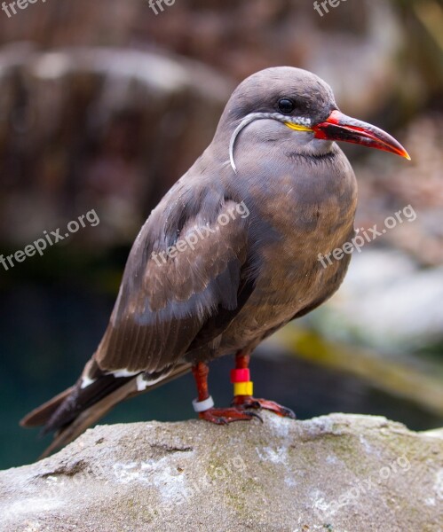 Inca Tern Inca Tern Larosterna Bird