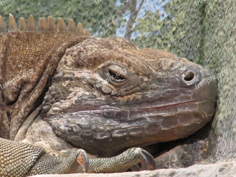 Jamaican Iguana Reptile Rare Wildlife Resting