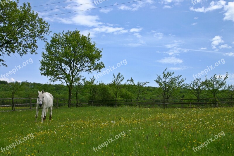 Horse Paddock Coupling Animal White