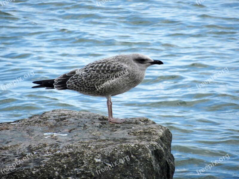 Seagull Cliff Rock Bird Birds