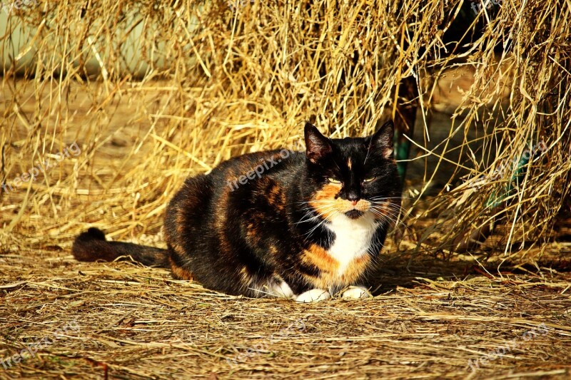 Cat Lucky Cat Three Coloured Mieze Domestic Cat