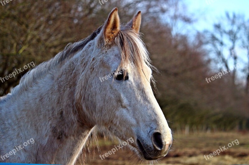 Mold Horse Horse Head Thoroughbred Arabian Pasture