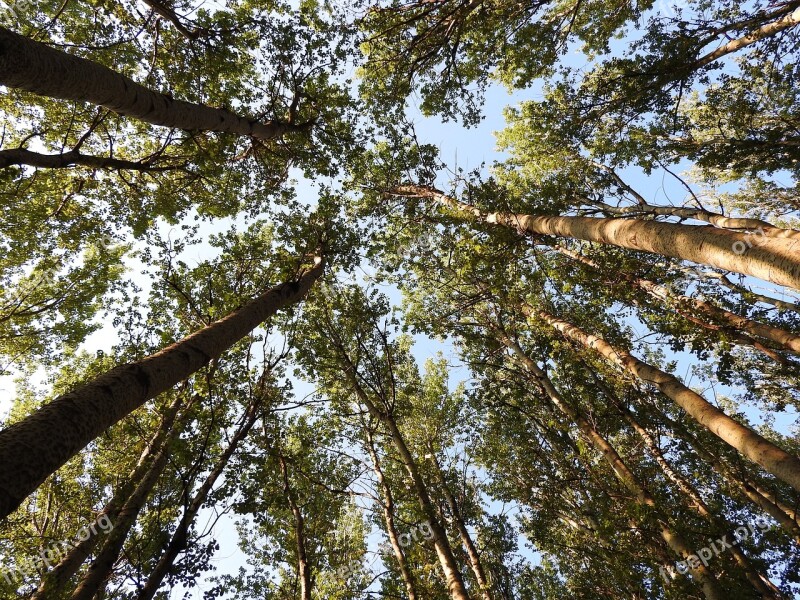 Trees Angle Nature Sky Forest