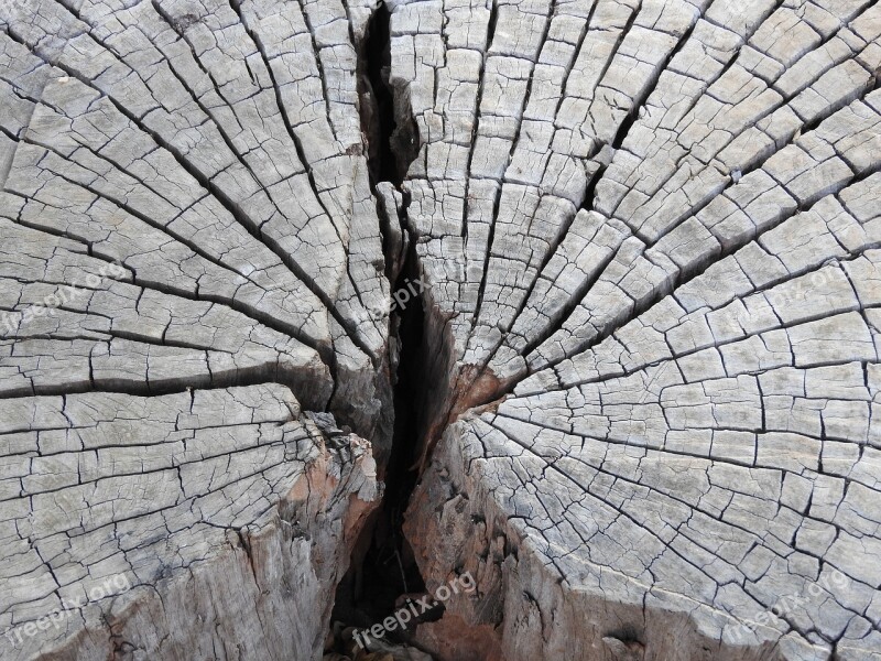 Tree Rings Wood Nature Texture