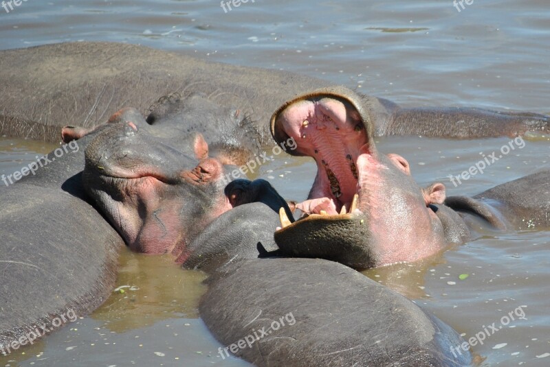 Hippo Hippopotamus Africa Water Animal World