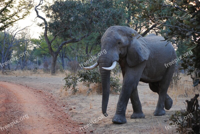 Elephant Zambia South Luangwa National Park Africa