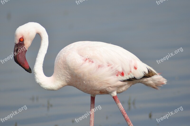 Flamingo Kenya Pink Africa Bird