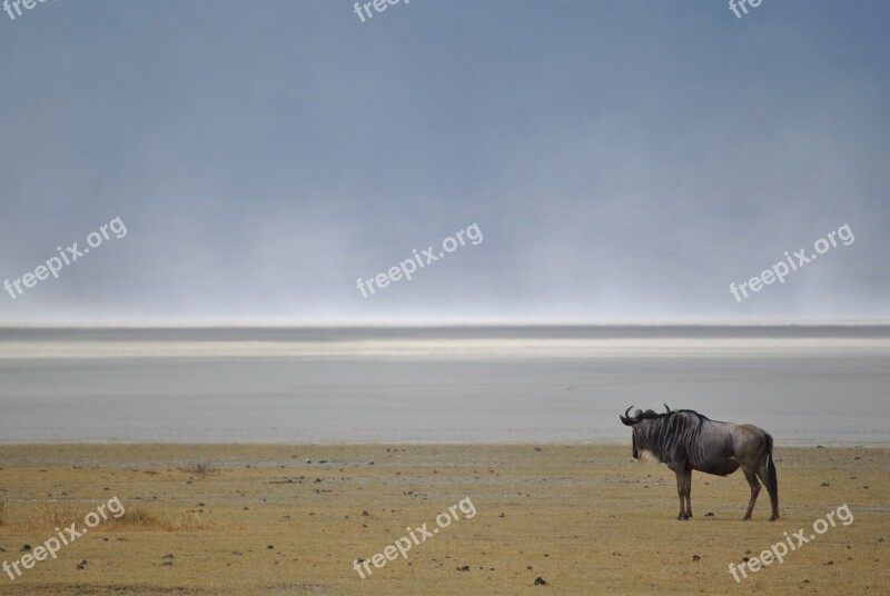 Wildebeest Gnu Wild Animal National Park Africa