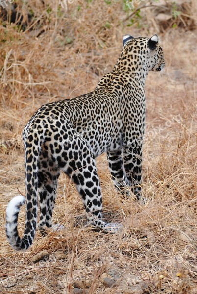 Leopard Big Cat Wildcat Nature Head Drawing