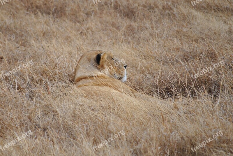 Lion Steppe Serengeti Hide Africa