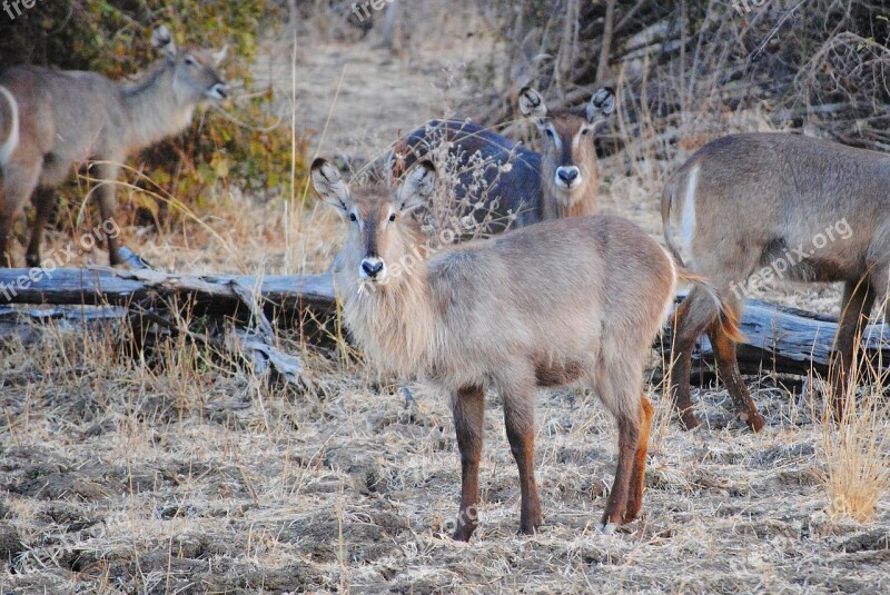 Wild Safari Africa Zambia South Luangwa