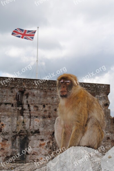 Monkey Gibraltar Spain United Kingdom Andalusia