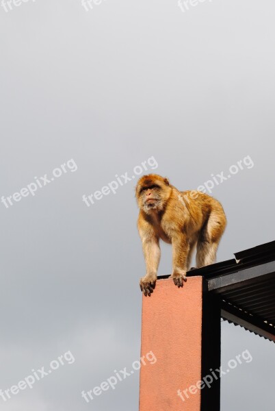 Monkey Gibraltar Spain England Coast