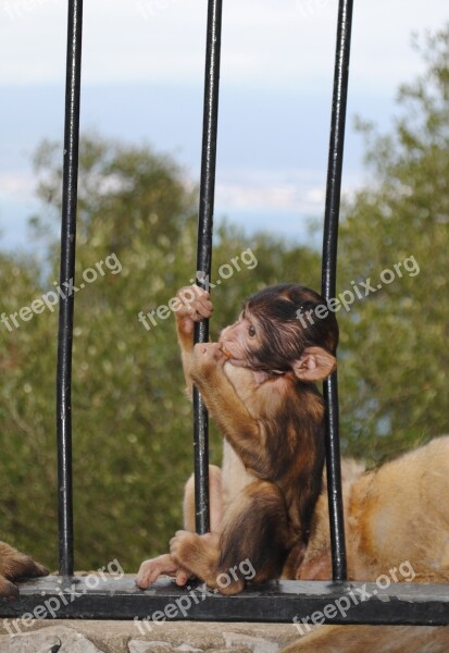 Monkey Baby Gibraltar Spain England