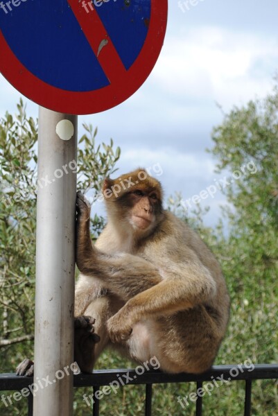 Monkey Gibraltar Spain England Rock