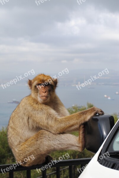 Monkey Gibraltar Spain England Rock