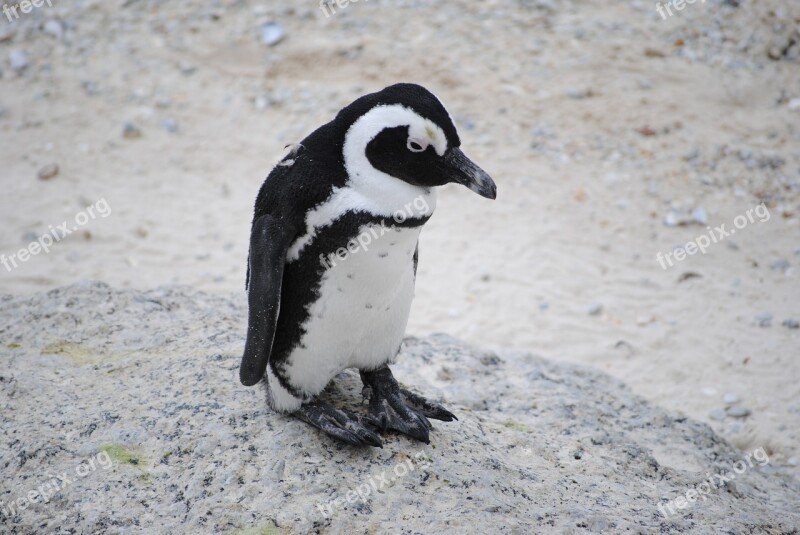 Penguin Freeze Tired Africa South Africa