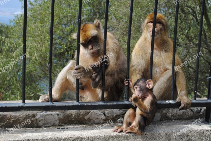 Monkey Monkey Family Baby Gibraltar Spain