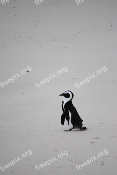 Penguin Beach Africa South Africa Cape Town