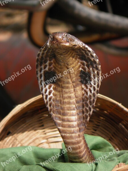 India Snake Cobra Toxic Free Photos