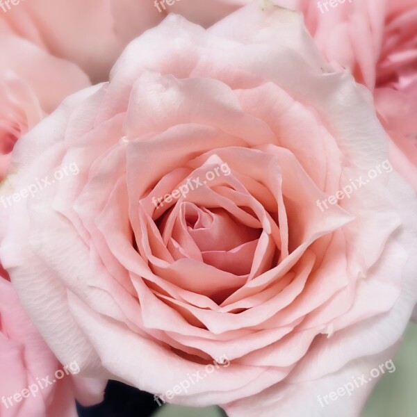 Rose Pink Roses Only Flower Valentine